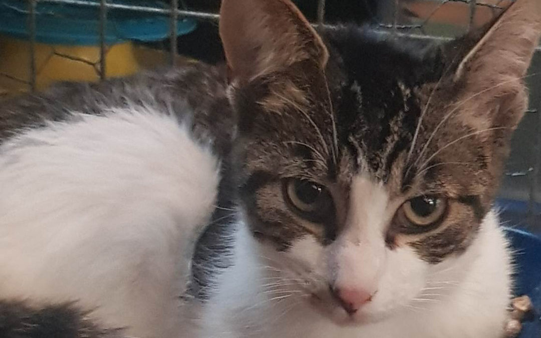 Adoption de Phil Wizard : Offrez-lui un foyer aimant