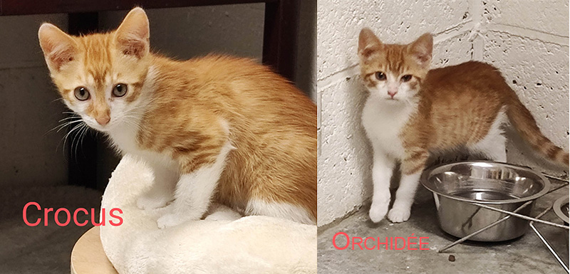 Adorables chatons à adopter : Faites connaissance avec Crocus et Orchidée