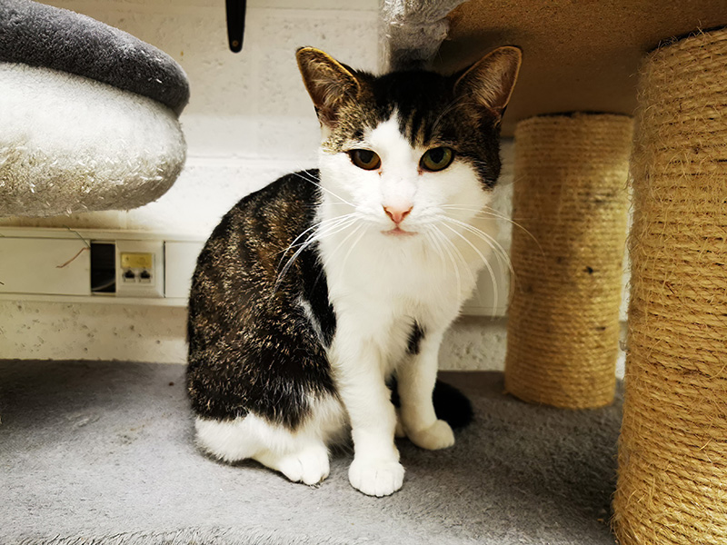 Ponpon à l'adoption chez Refuge de Chat