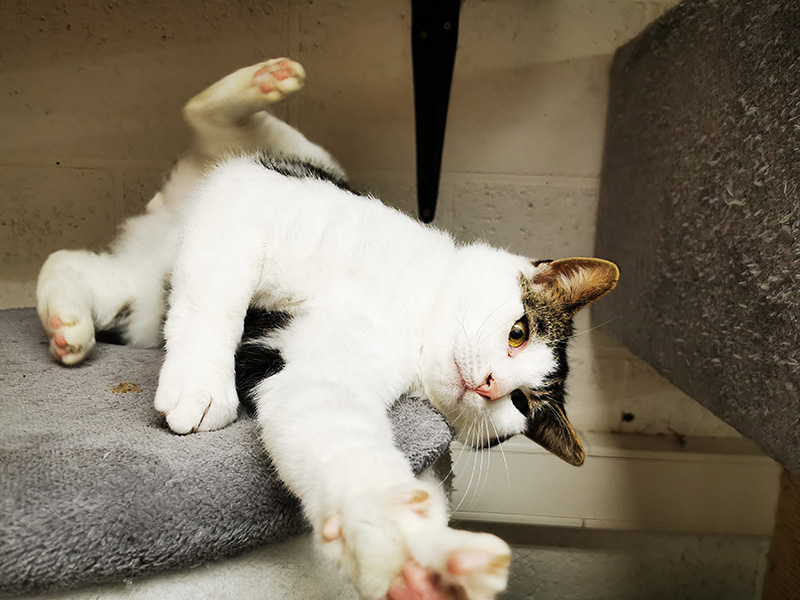 Ponpon à l'adoption chez Refuge de Chat