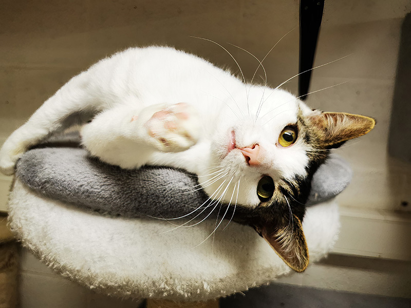 Adoptez Pompon, un charmant chat de 8 ans au Refuge Perle de Chat