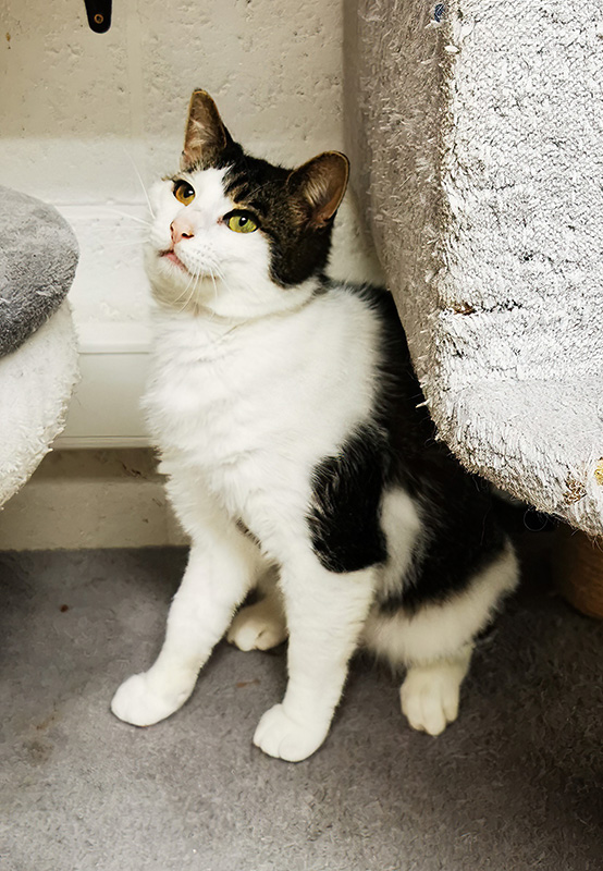 Ponpon à l'adoption chez Refuge de Chat