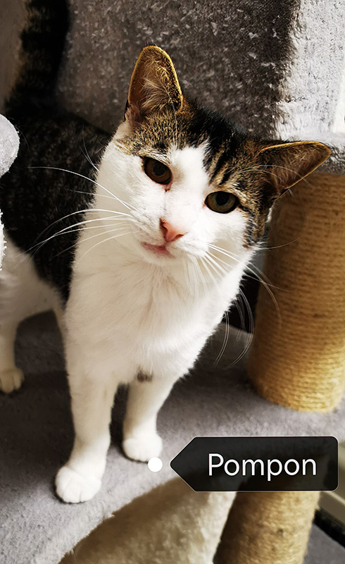 Ponpon à l'adoption chez Refuge de Chat