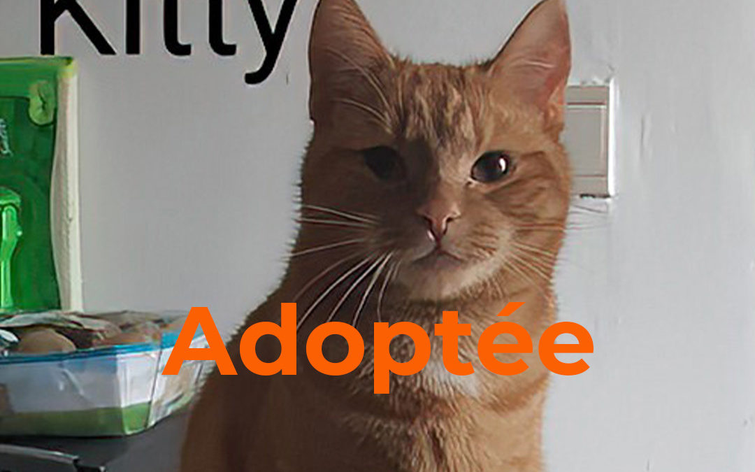Adoptez Kitty : La jeune chatte jouette et câline du refuge « Perle de Chats