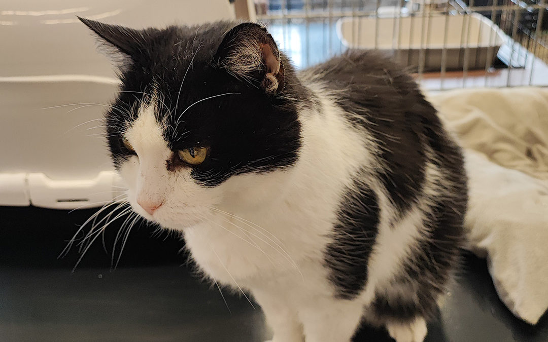 Adoptez Socka, un adorable chat de 12 ans à la recherche d’une famille aimante !