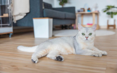 Refuge Perle de Chat – Répondre aux besoins uniques de chaque chat
