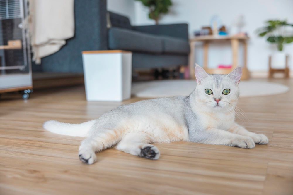 Refuge Perle de Chat – Répondre aux besoins uniques de chaque chat