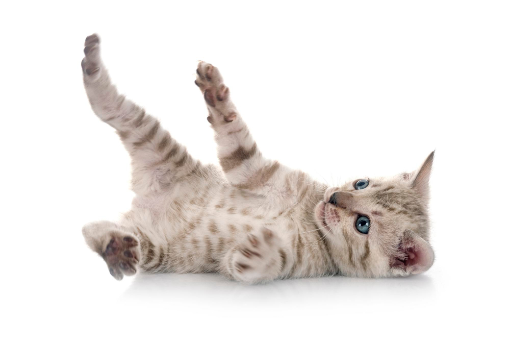 Perle de Chats Perle de Chats