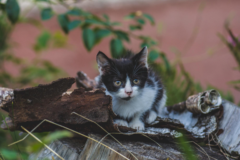 Chattons abandonnés Chattons abandonnés