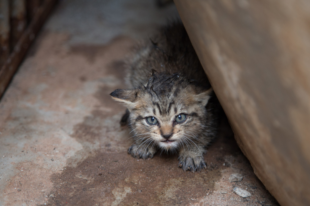 Chattons abandonnés Chattons abandonnés