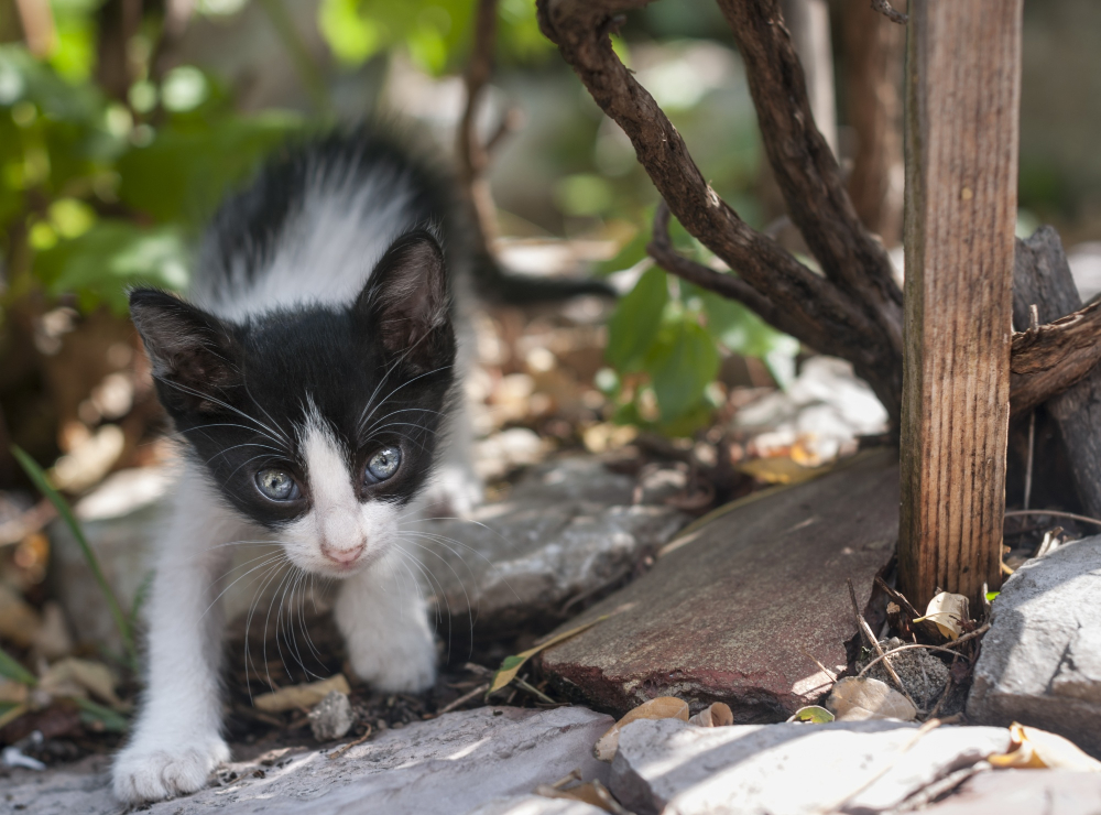 Chattons abandonnés Chattons abandonnés
