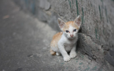 Que faire si vous trouvez des chatons abandonnés ou séparés de leur mère ?