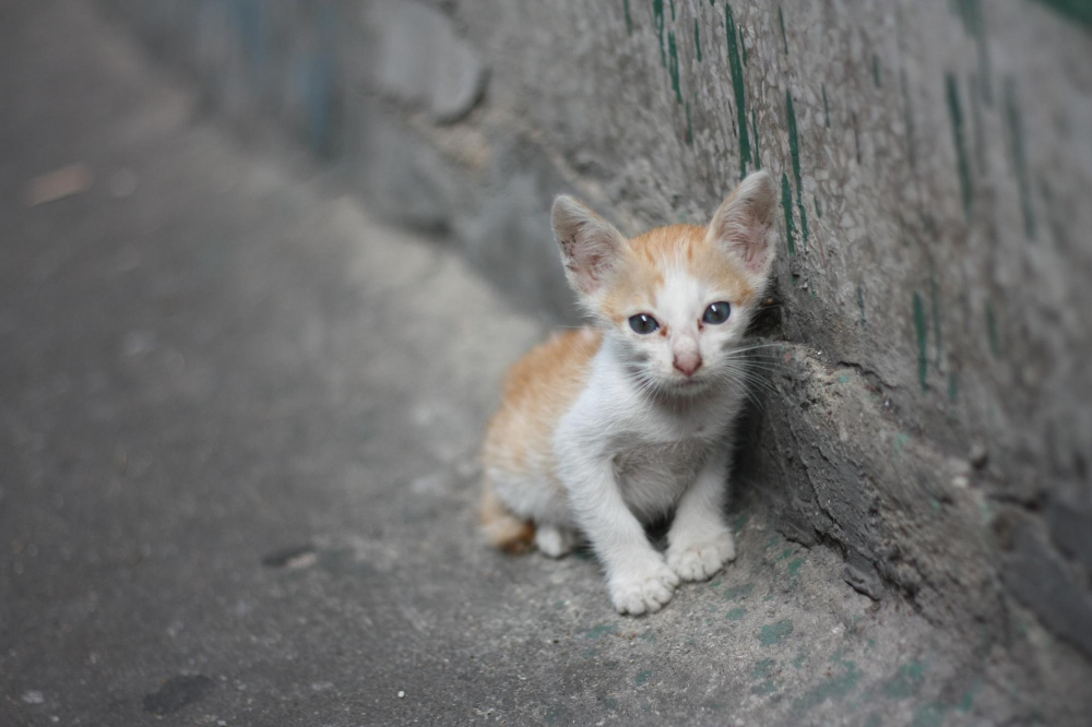 Que faire si vous trouvez des chatons abandonnés ou séparés de leur mère ?