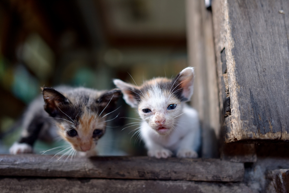 Chattons abandonnés Chattons abandonnés