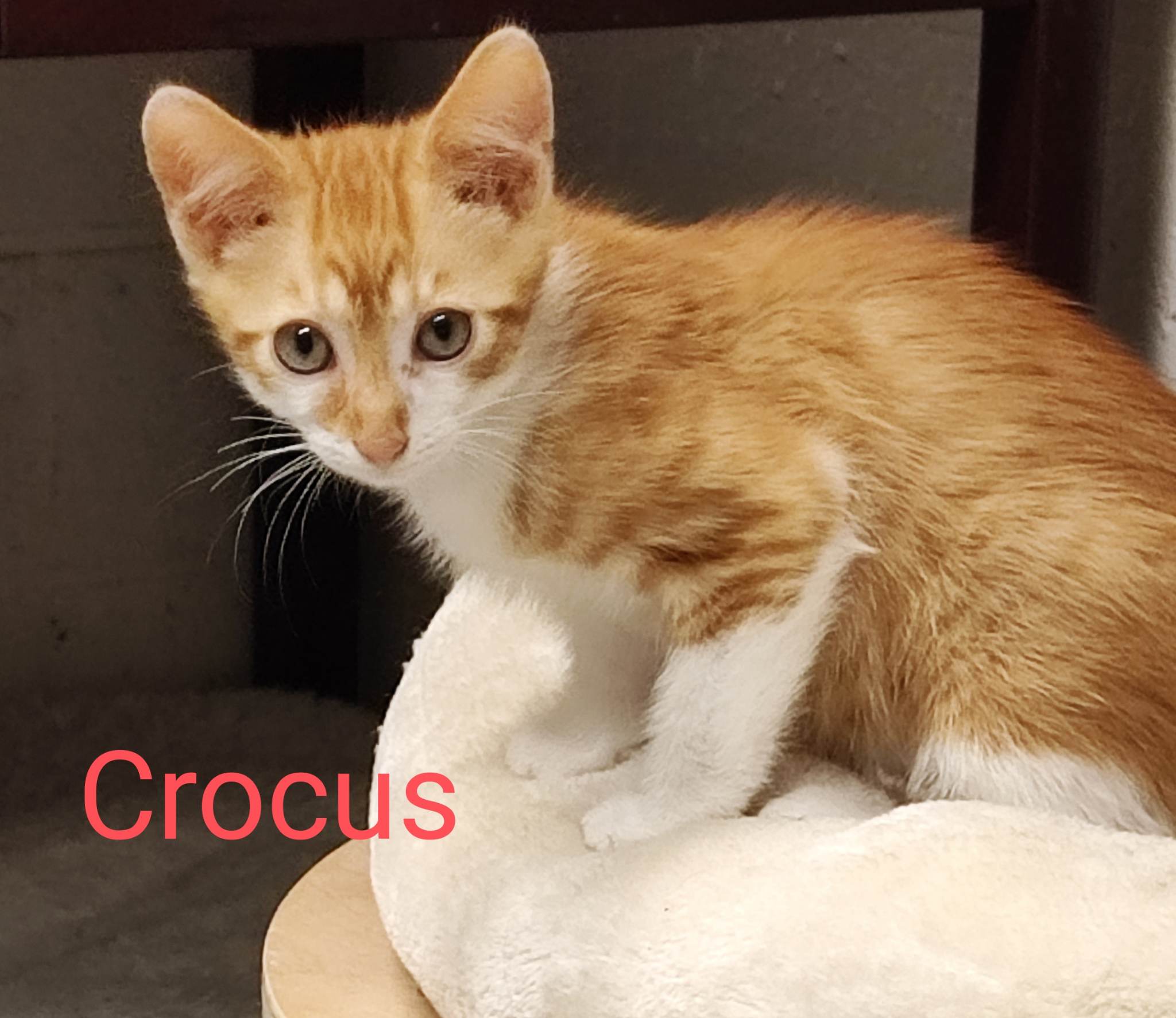 Crocus chez Refuge Perle de Chat Crocus chez Refuge Perle de Chat
