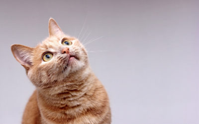 Bienvenue dans l’univers félin : Explorez le monde magique des chats
