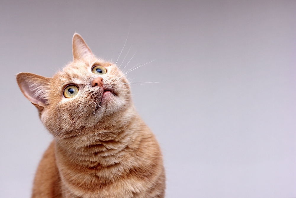 Bienvenue dans l’univers félin : Explorez le monde magique des chats