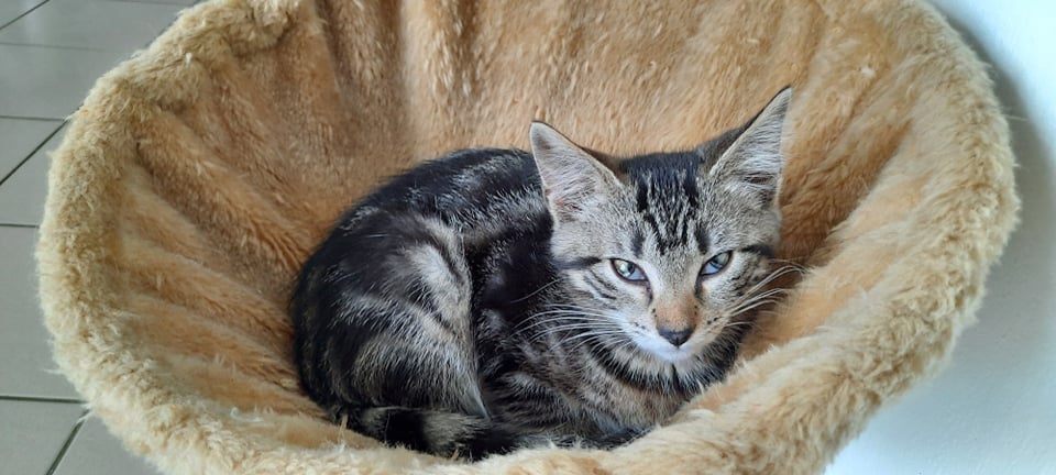 Les chats adoptés de chez perle de chat Les chats adoptés de chez perle de chat