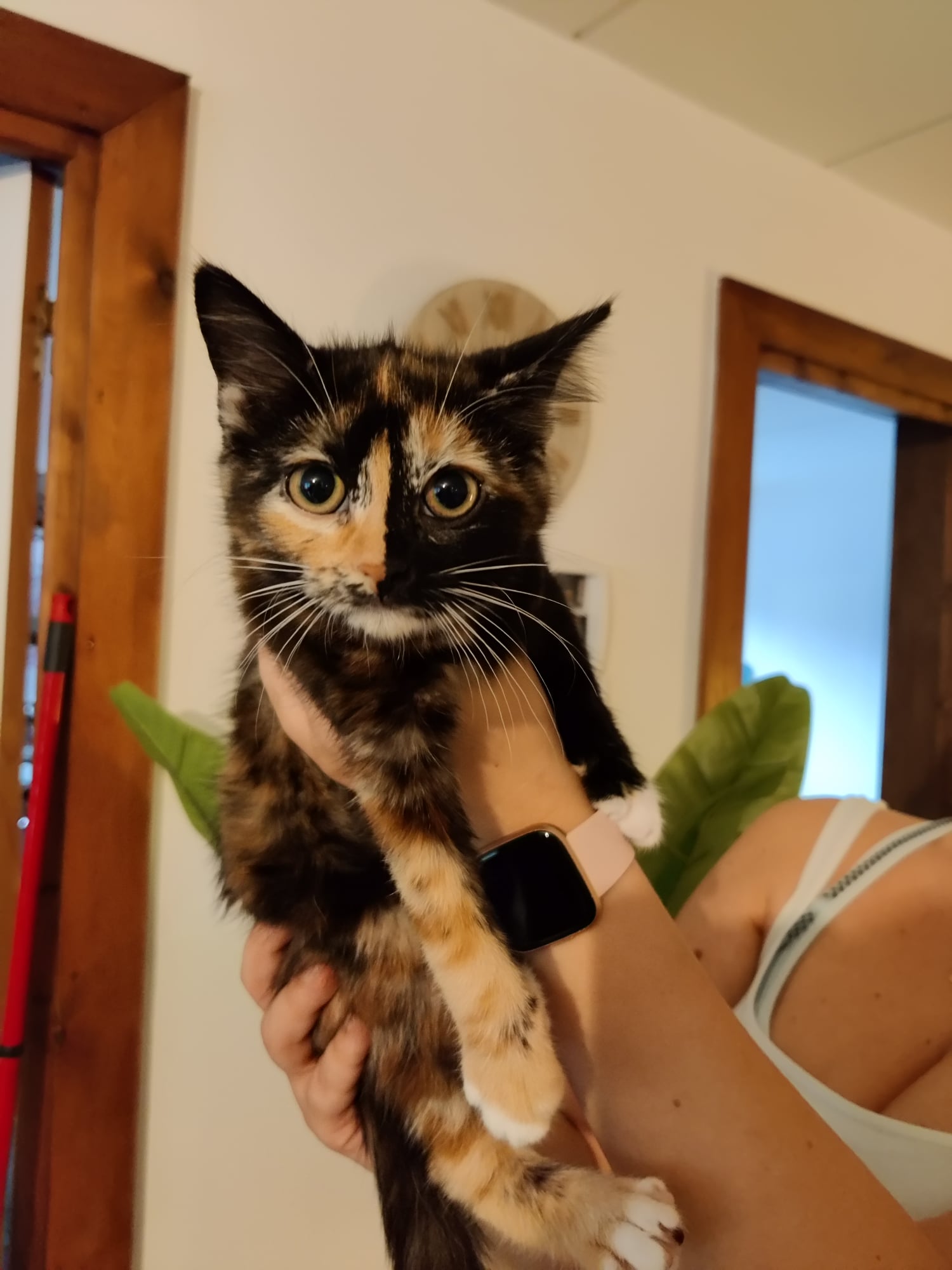Les chats adoptés de chez perle de chat Les chats adoptés de chez perle de chat