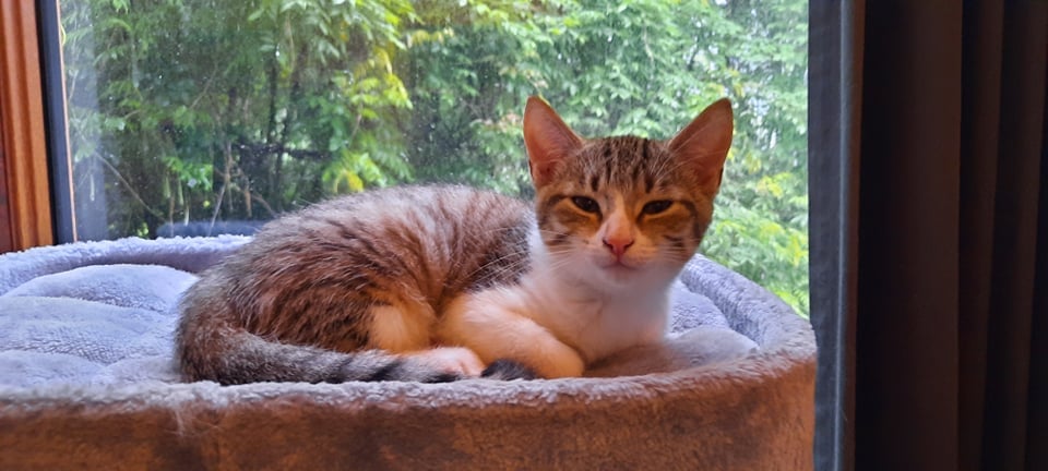 Les chats adoptés de chez perle de chat Les chats adoptés de chez perle de chat