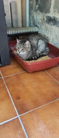 Les chats adoptés de chez perle de chat Les chats adoptés de chez perle de chat