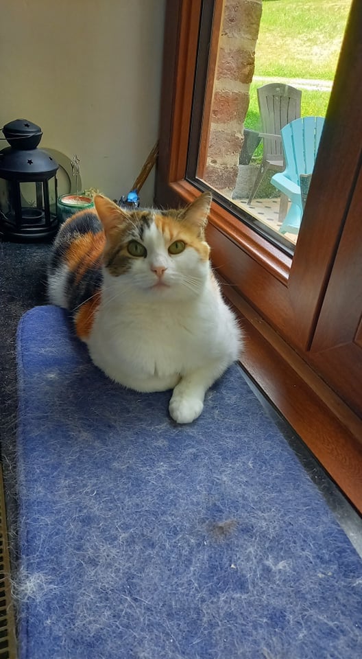 Les chats adoptés de chez perle de chat Les chats adoptés de chez perle de chat
