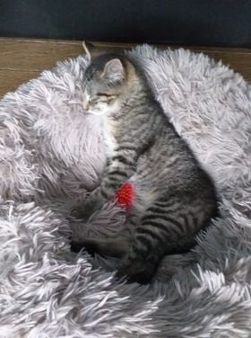 Les chats adoptés de chez perle de chat Les chats adoptés de chez perle de chat