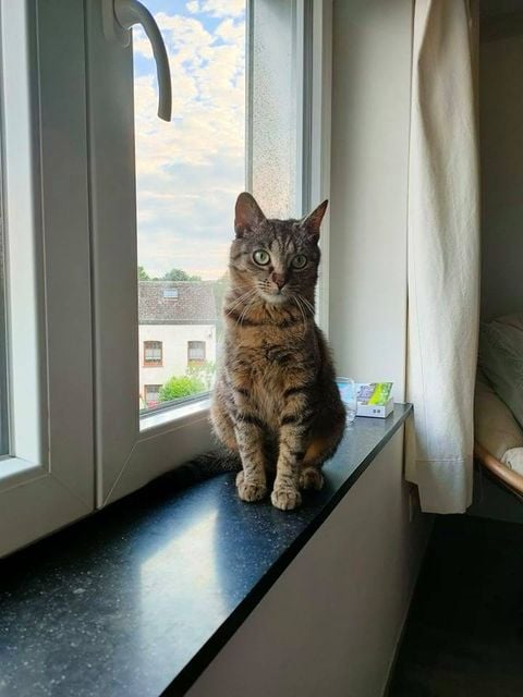 Les chats adoptés de chez perle de chat Les chats adoptés de chez perle de chat