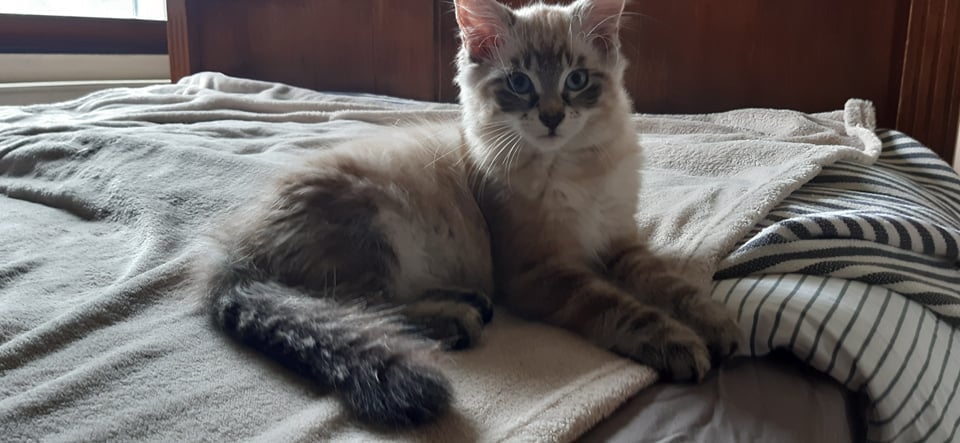 Les chats adoptés de chez perle de chat Les chats adoptés de chez perle de chat