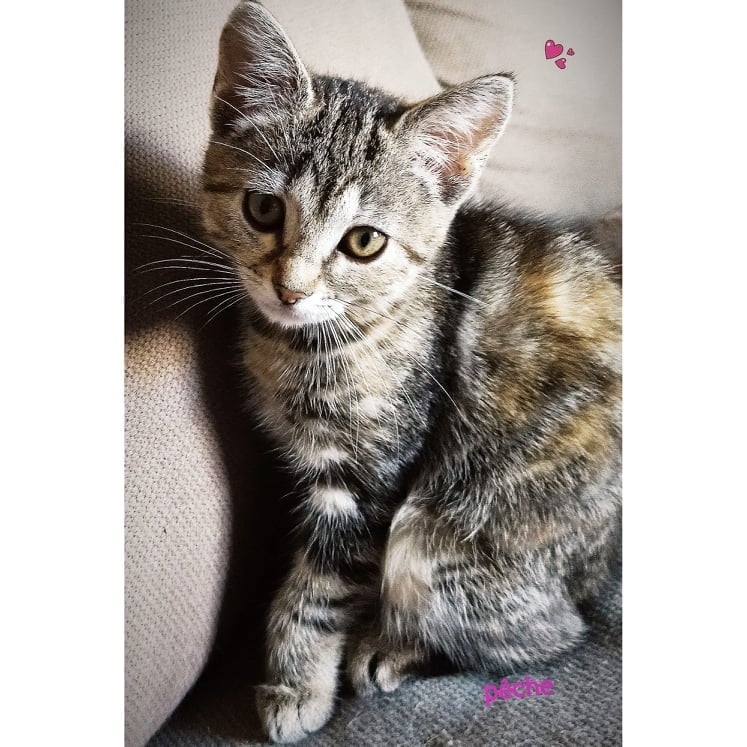 Les chats adoptés de chez perle de chat Les chats adoptés de chez perle de chat