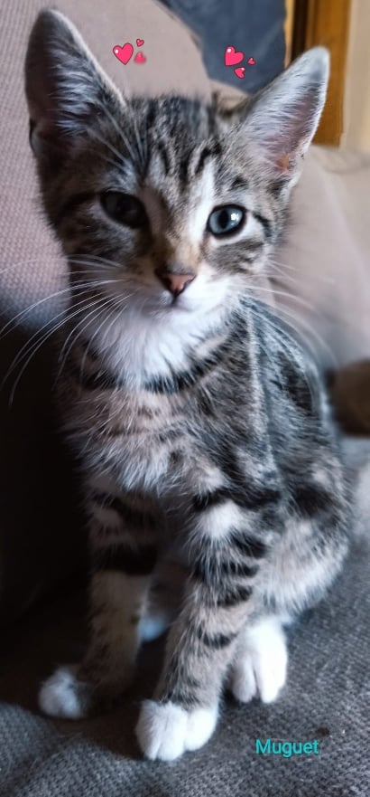 Les chats adoptés de chez perle de chat Les chats adoptés de chez perle de chat