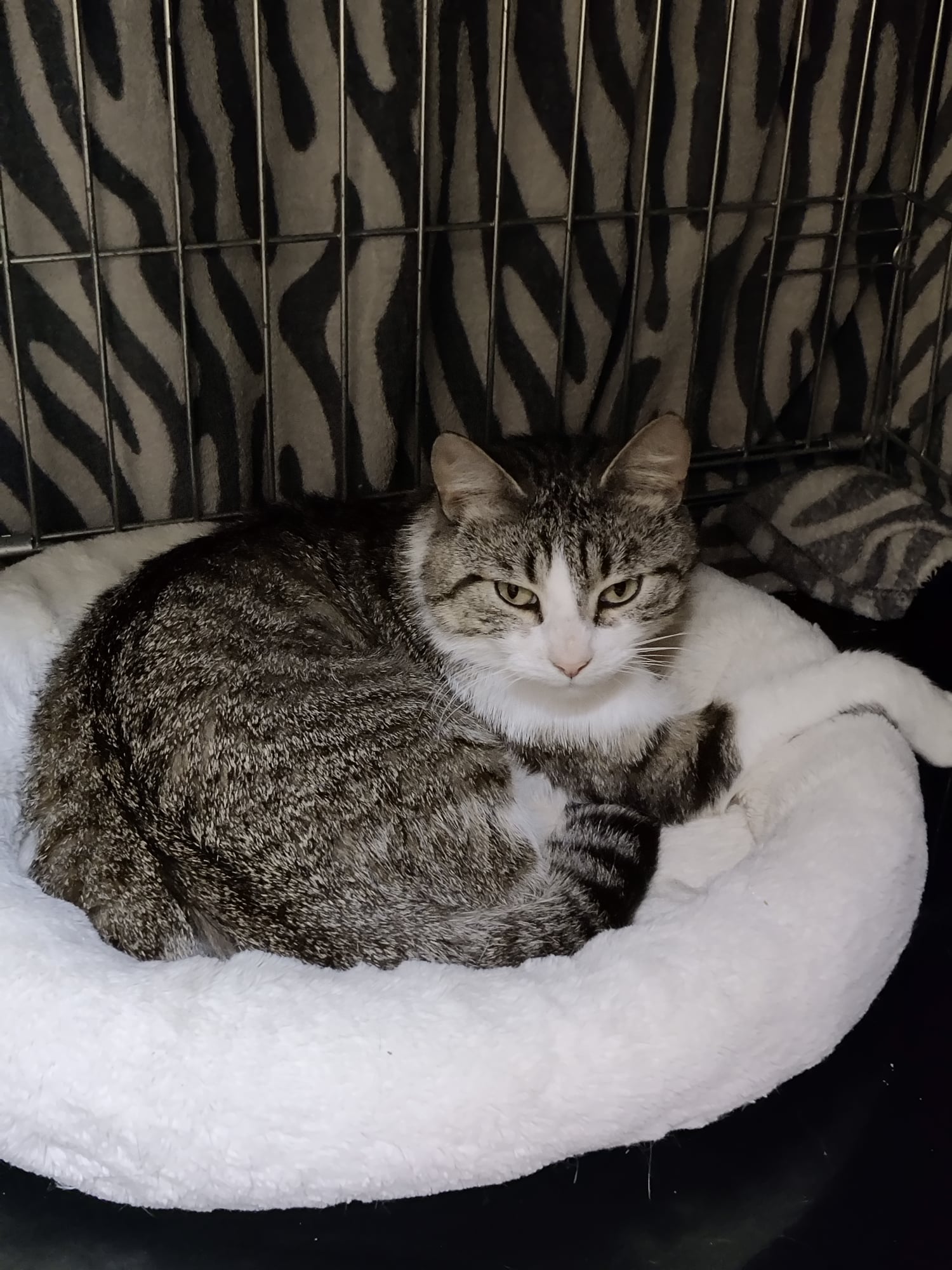 Les chats adoptés de chez perle de chat Les chats adoptés de chez perle de chat