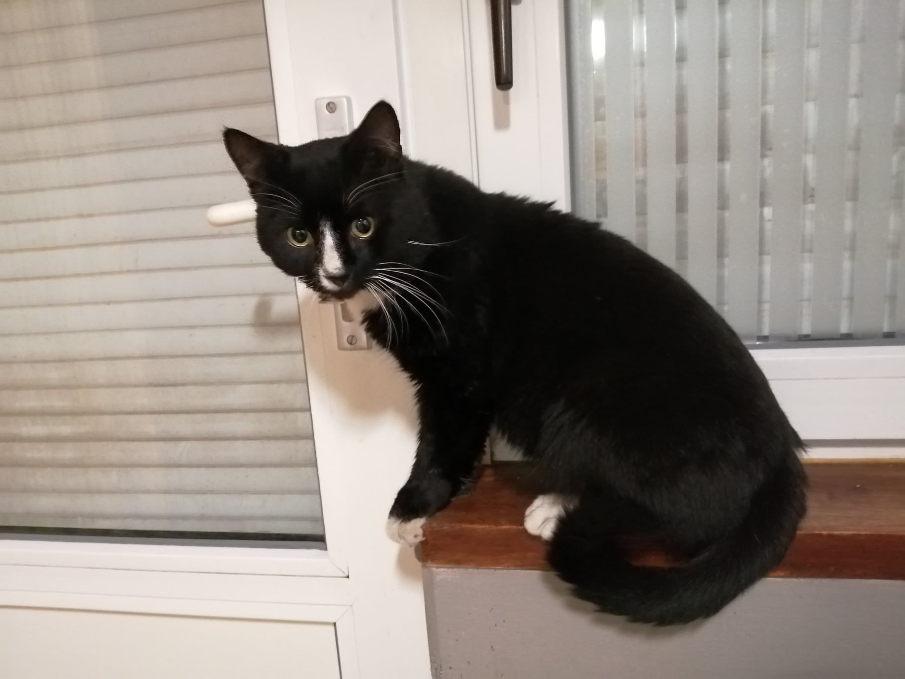 Les chats adoptés de chez perle de chat Les chats adoptés de chez perle de chat