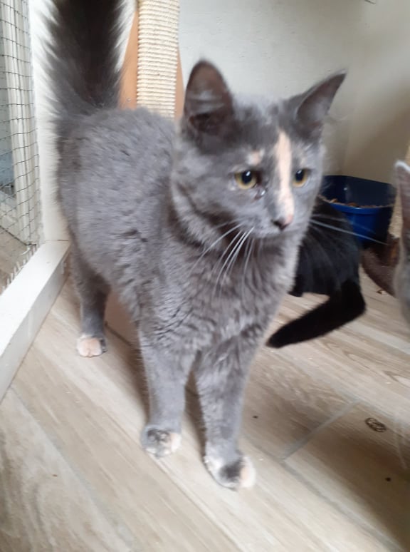 Les chats adoptés de chez perle de chat Les chats adoptés de chez perle de chat