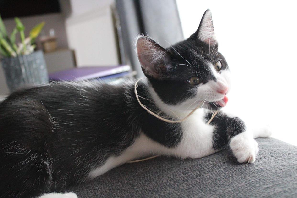 Les chats adoptés de chez perle de chat Les chats adoptés de chez perle de chat