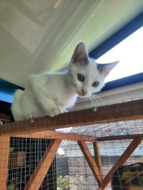 Les chats adoptés de chez perle de chat Les chats adoptés de chez perle de chat