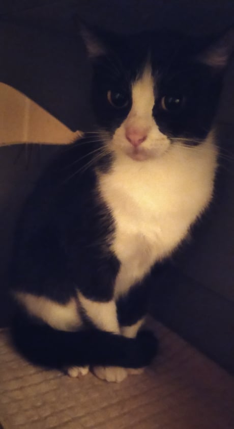 Les chats adoptés de chez perle de chat Les chats adoptés de chez perle de chat