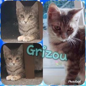 Les chats adoptés de chez perle de chat Les chats adoptés de chez perle de chat