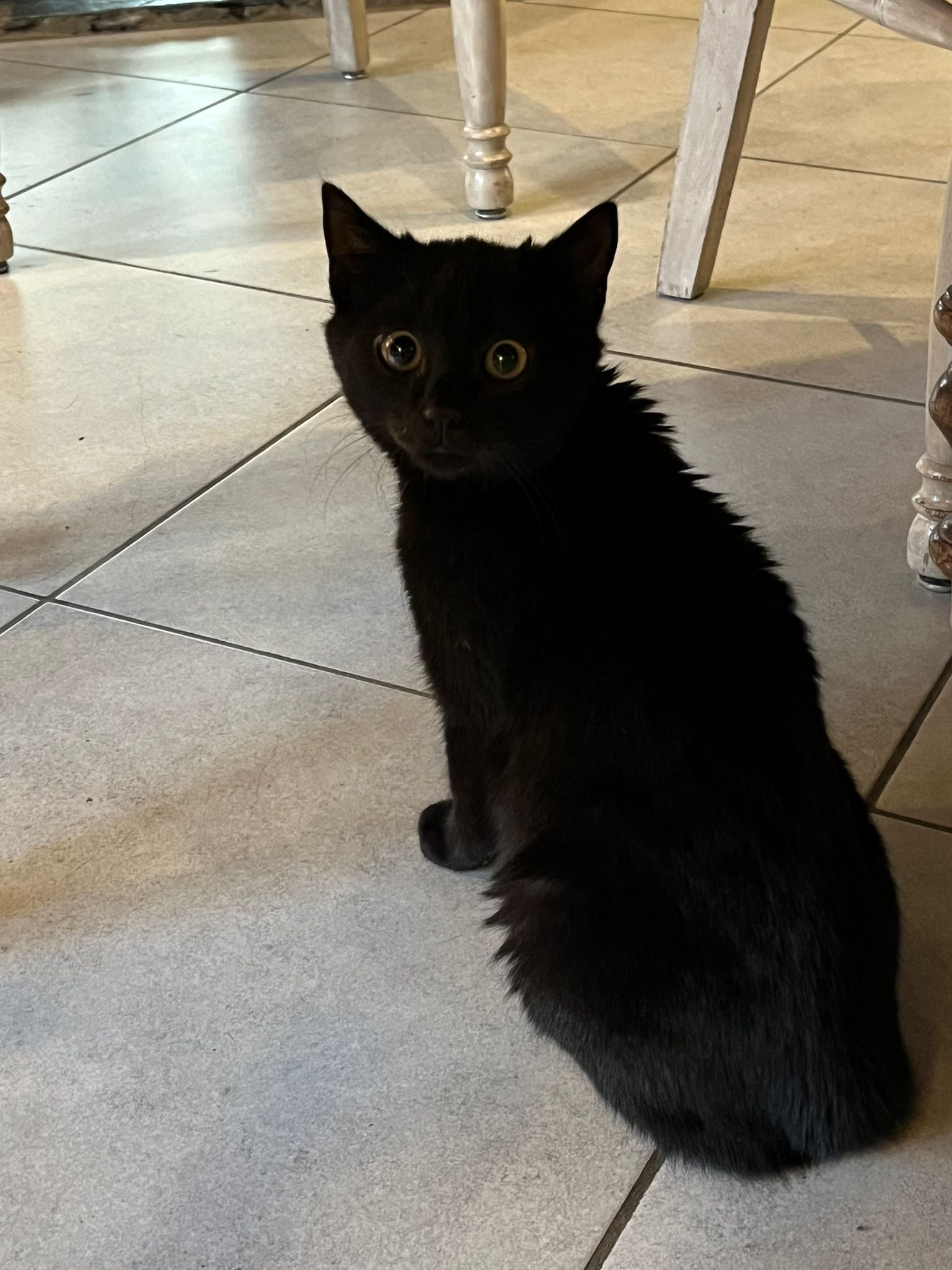 Les chats adoptés de chez perle de chat Les chats adoptés de chez perle de chat