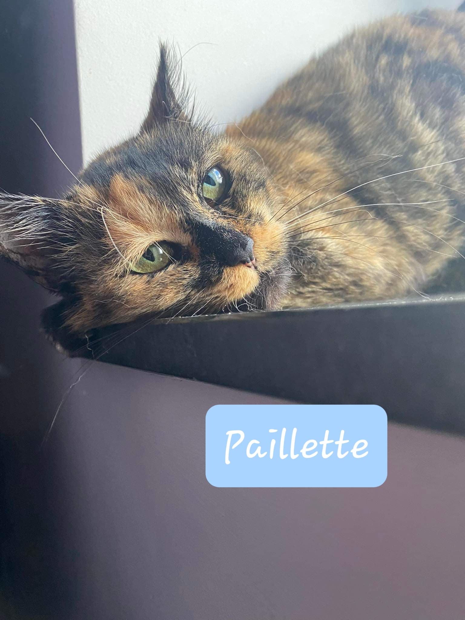 Les chats adoptés de chez perle de chat Les chats adoptés de chez perle de chat