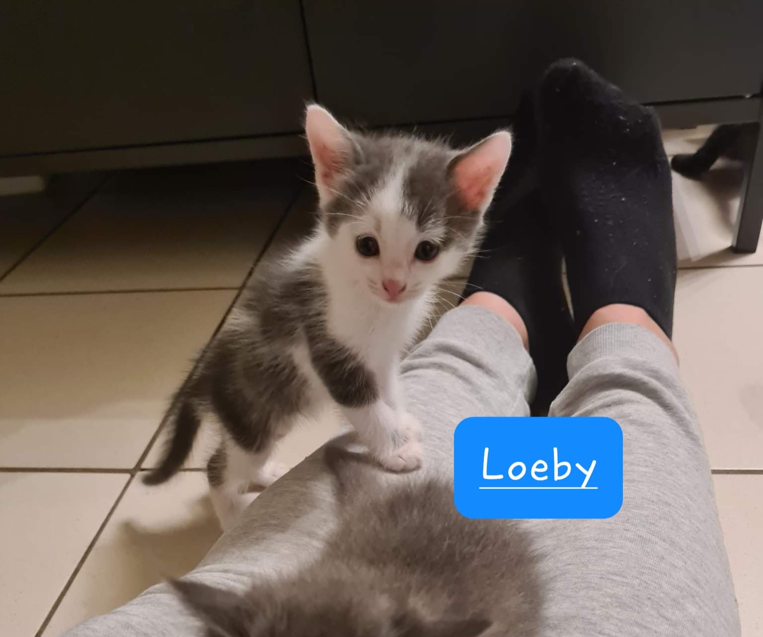 Les chats adoptés de chez perle de chat Les chats adoptés de chez perle de chat