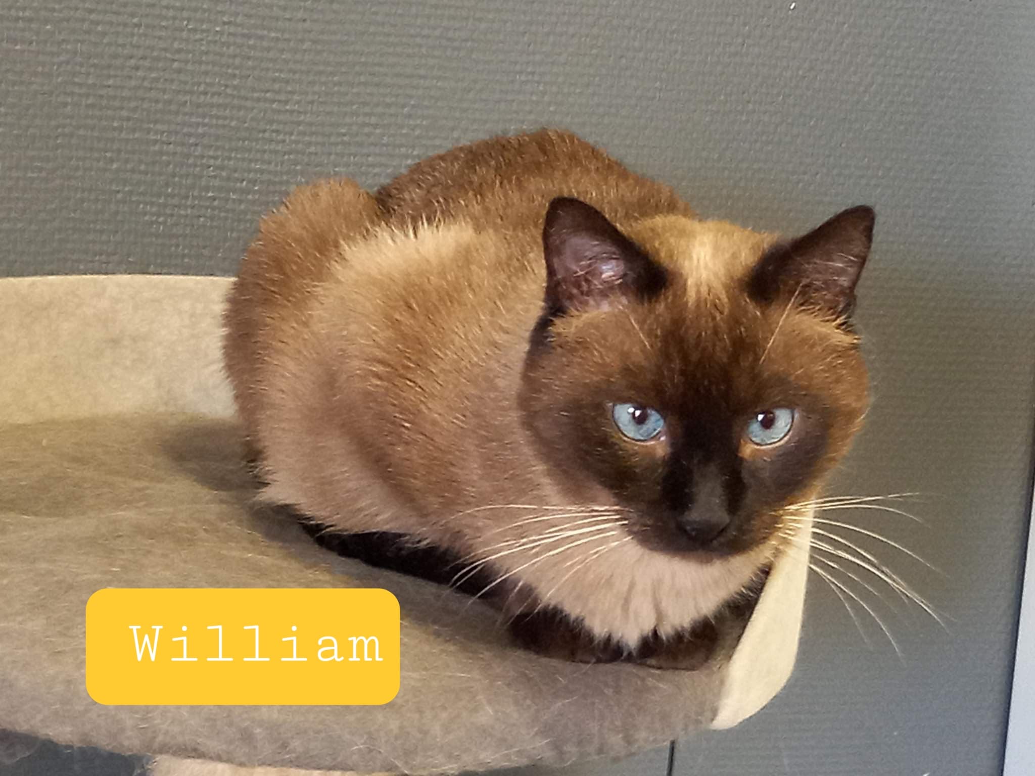 Les chats adoptés de chez perle de chat Les chats adoptés de chez perle de chat