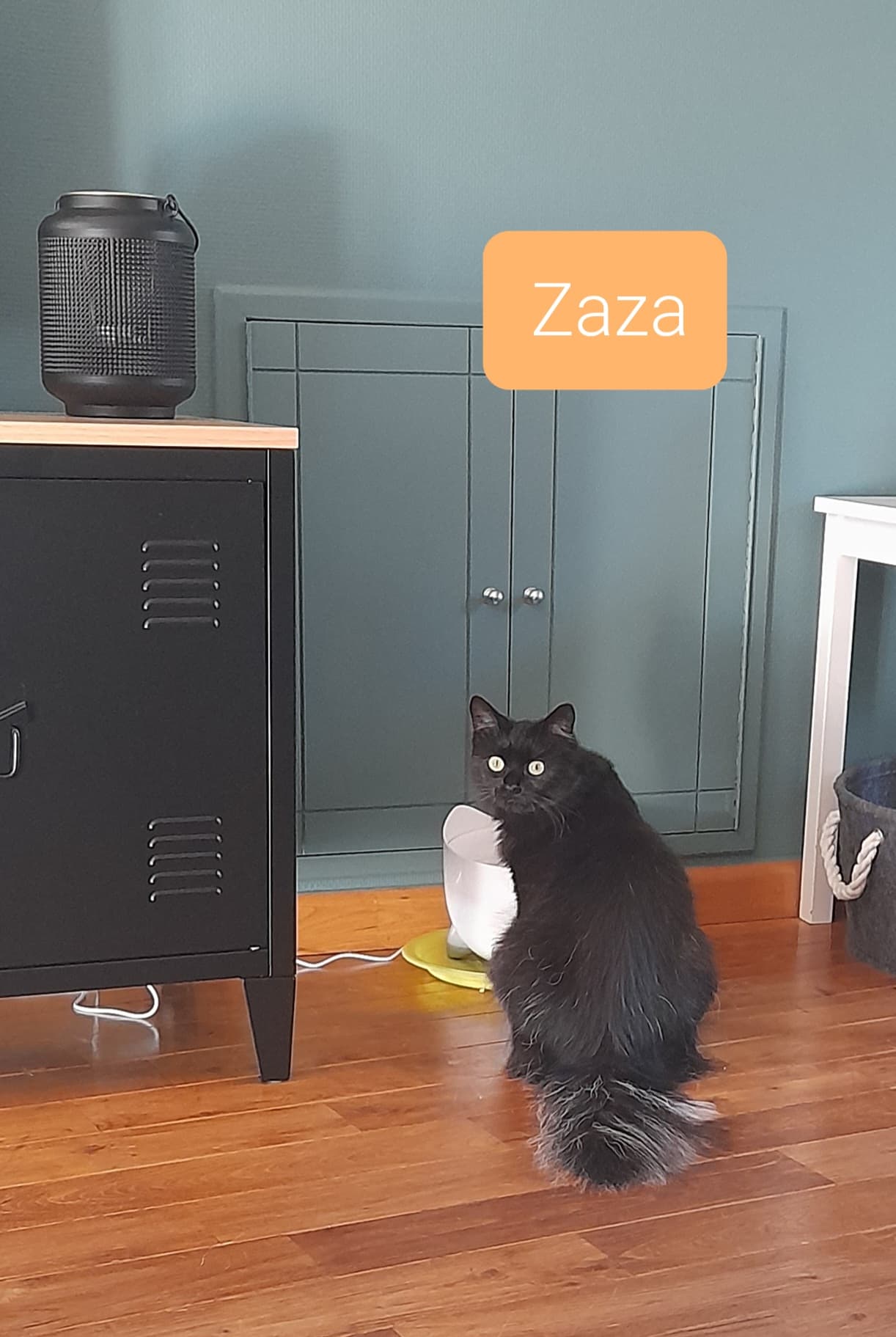 Les chats adoptés de chez perle de chat Les chats adoptés de chez perle de chat