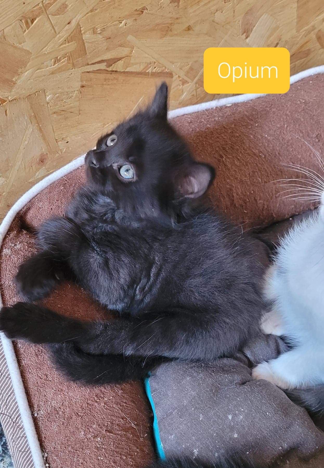 Les chats adoptés de chez perle de chat Les chats adoptés de chez perle de chat