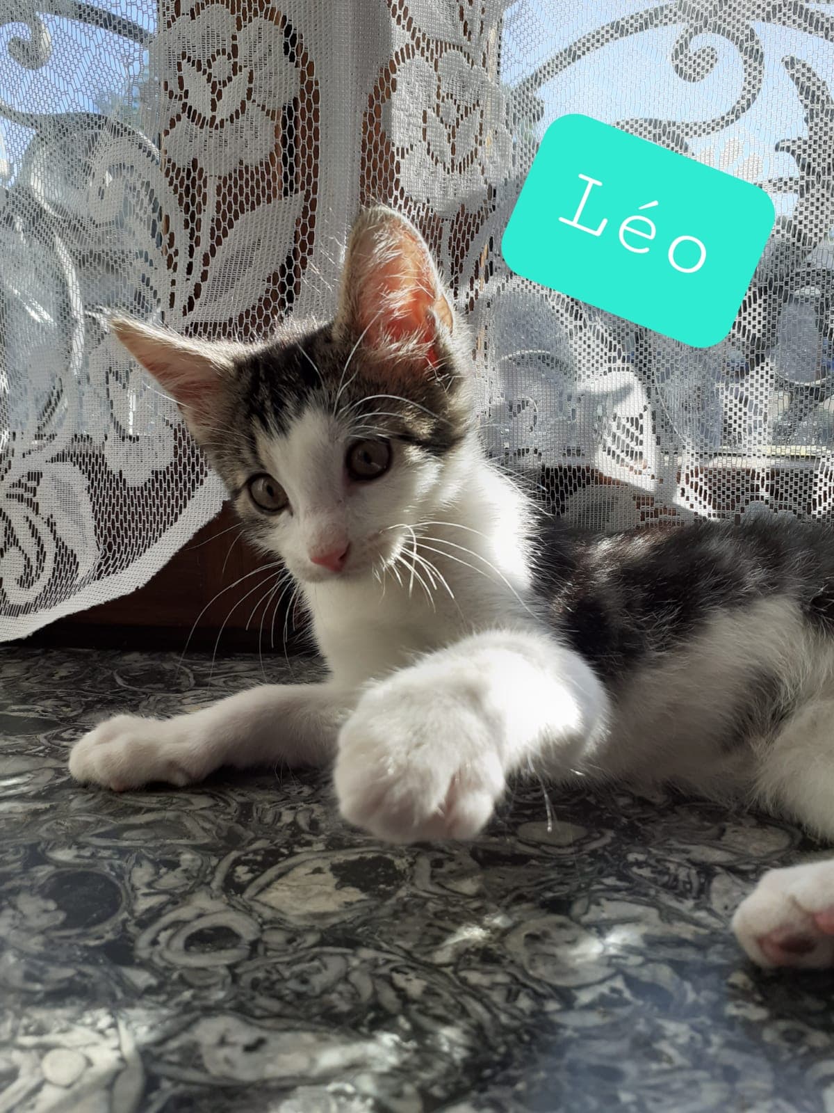 Les chats adoptés de chez perle de chat Les chats adoptés de chez perle de chat