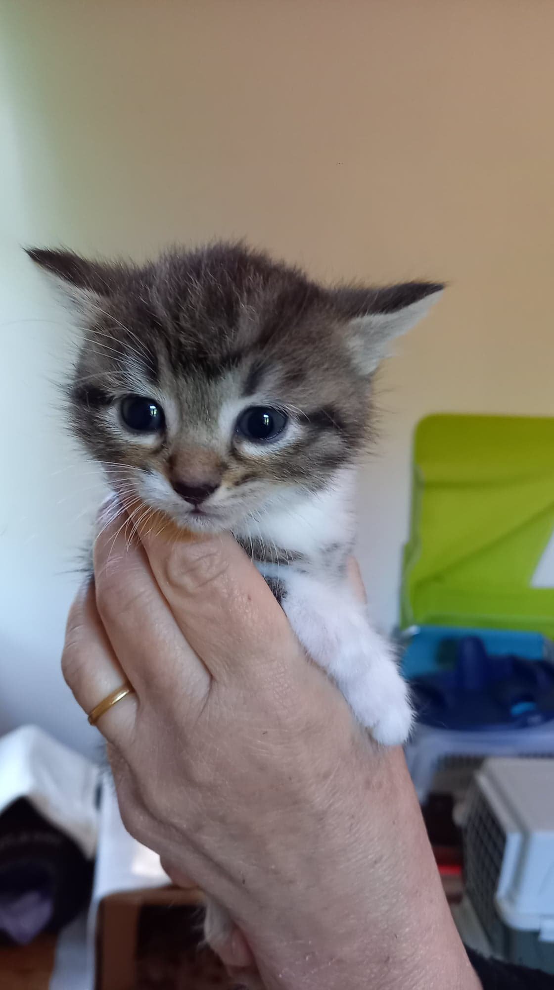 Les chats adoptés de chez perle de chat Les chats adoptés de chez perle de chat
