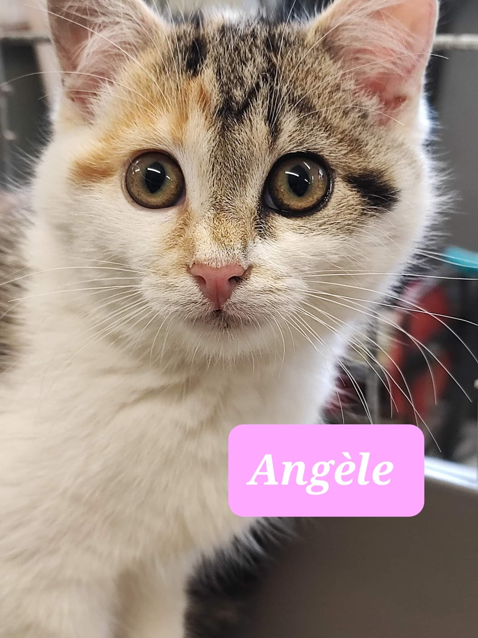 Les chats adoptés de chez perle de chat Les chats adoptés de chez perle de chat
