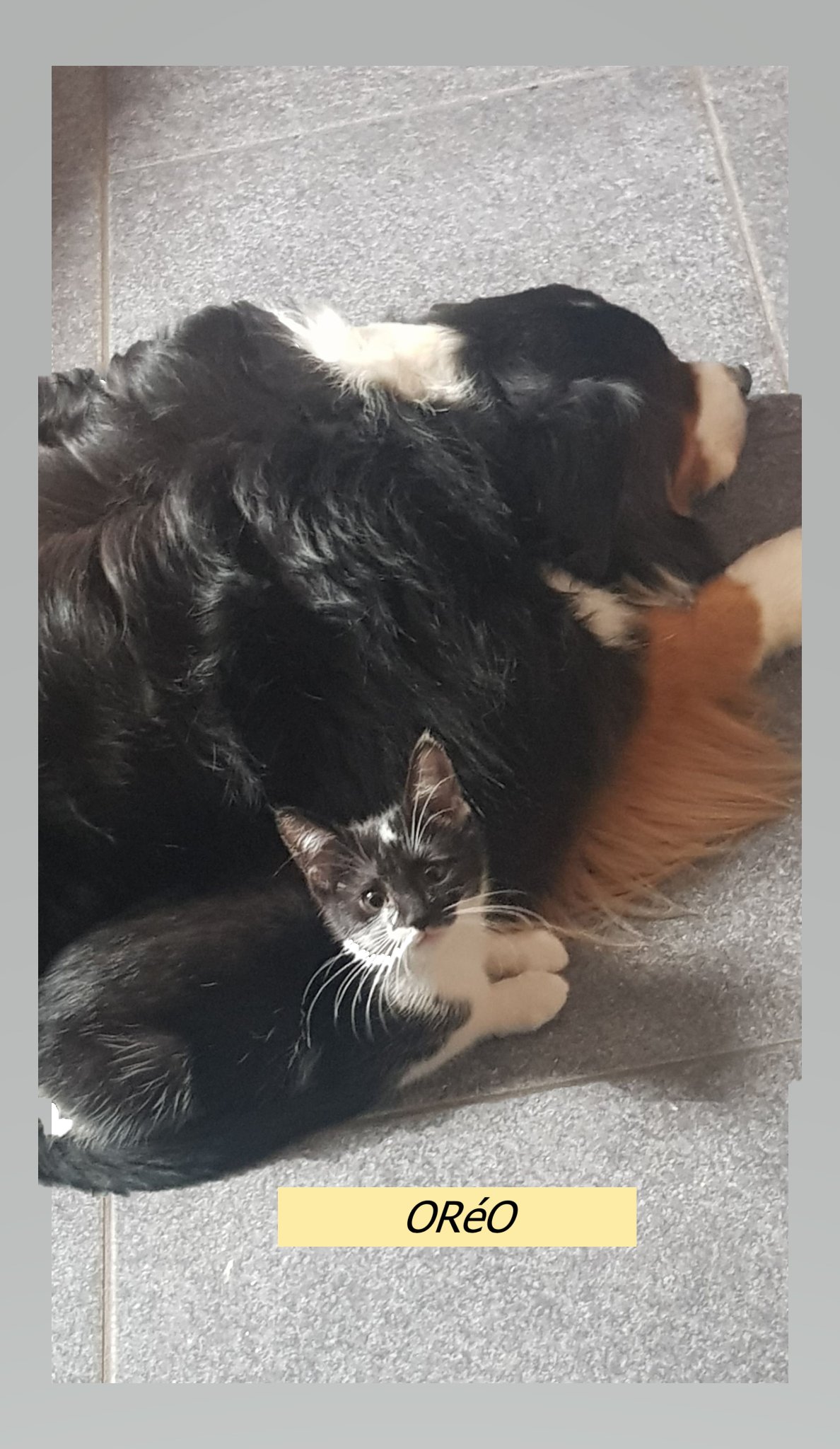 Les chats adoptés de chez perle de chat Les chats adoptés de chez perle de chat