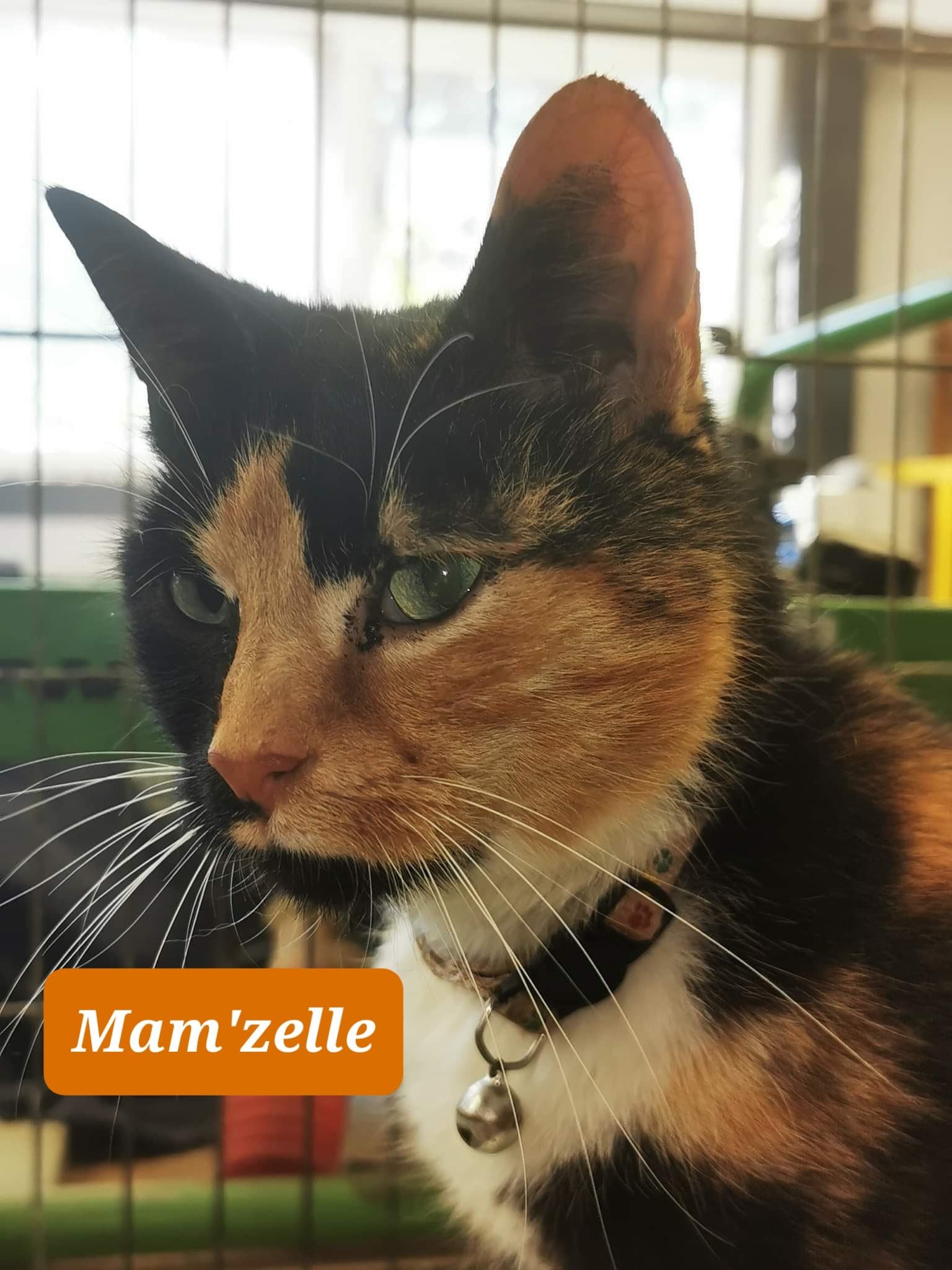 Les chats adoptés de chez perle de chat Les chats adoptés de chez perle de chat
