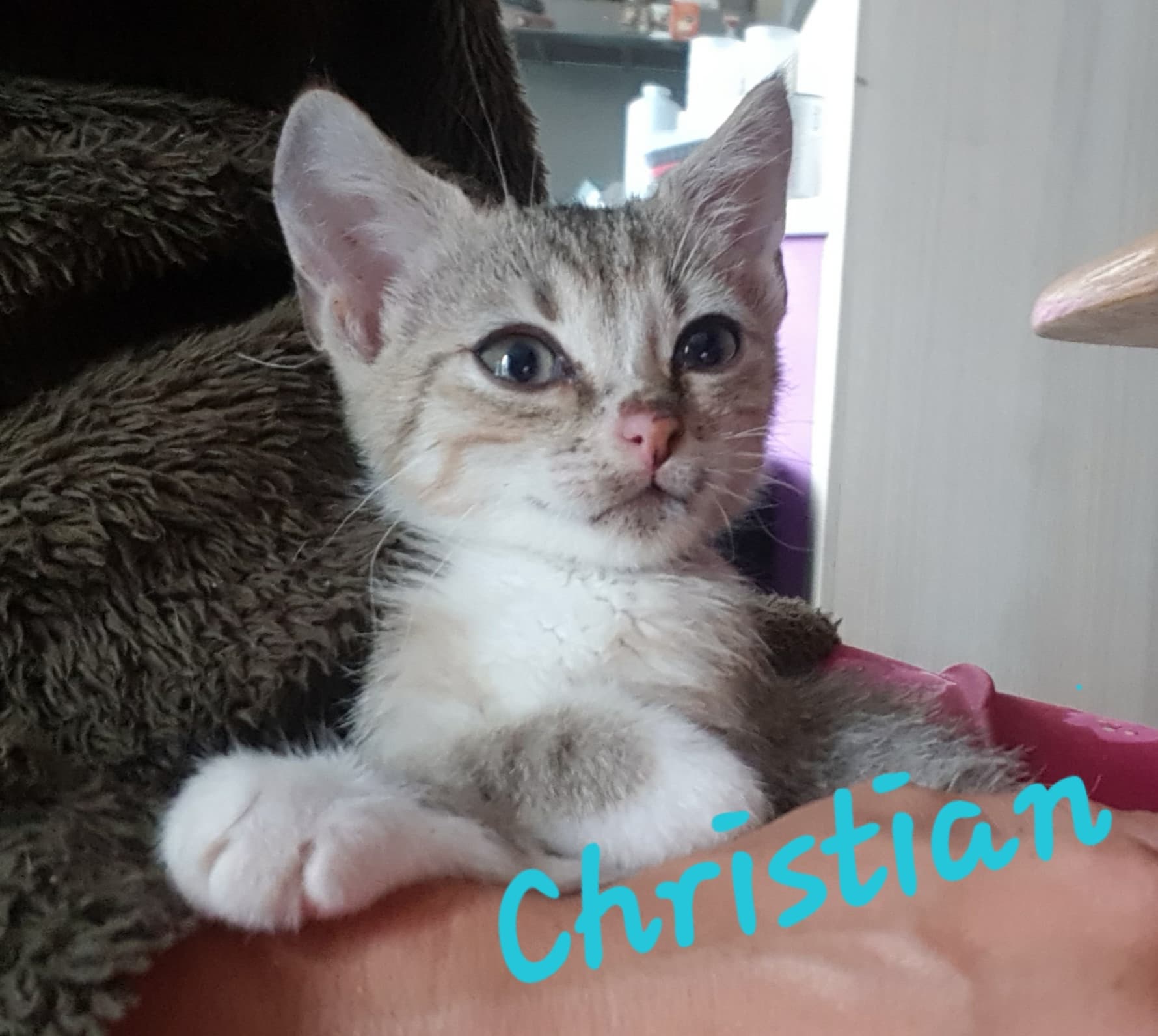 Les chats adoptés de chez perle de chat Les chats adoptés de chez perle de chat